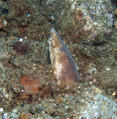 Apterichtus klazingai