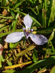 Herbertia lahue