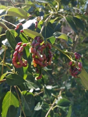 Thecabius populimonilis