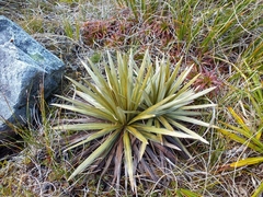 Celmisia armstrongii