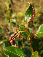 Thecabius populimonilis