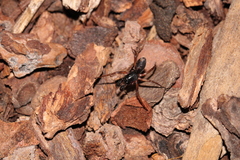 Falconina gracilis