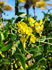 Sophora tomentosa