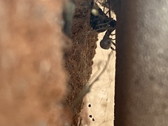Latrodectus