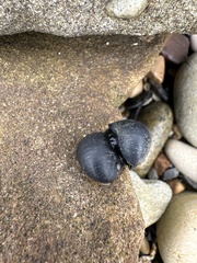 Nerita melanotragus