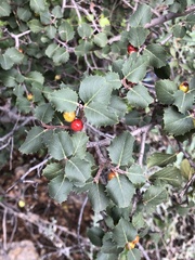Rhamnus ilicifolia