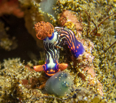 Nembrotha