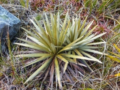 Celmisia armstrongii