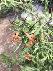 Anisacanthus