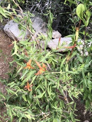 Anisacanthus