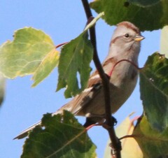 Spizelloides arborea