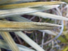 Celmisia armstrongii