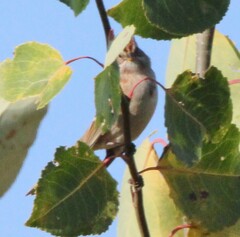 Spizelloides arborea