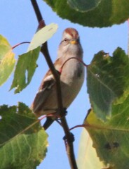 Spizelloides arborea