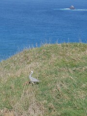 Egretta novaehollandiae novaehollandiae