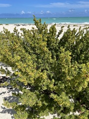 Suriana maritima