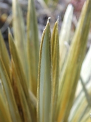 Celmisia armstrongii