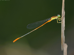 Leptobasis vacillans