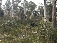 Osteospermum moniliferum