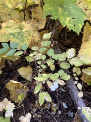 Symphoricarpos mollis