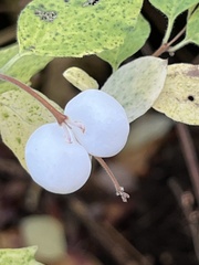 Symphoricarpos mollis