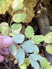 Symphoricarpos mollis
