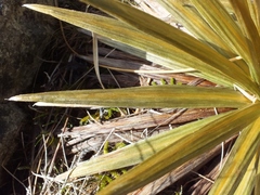 Celmisia armstrongii