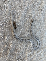 Hypsiglena ochrorhynchus