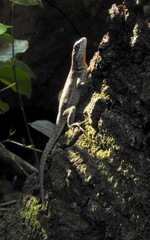 Tropidurus torquatus