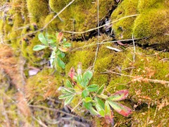 Sibbaldiopsis tridentata