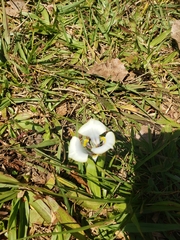 Cypella opalina opalina