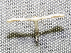 Hellinsia homodactylus