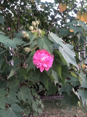 Hibiscus mutabilis