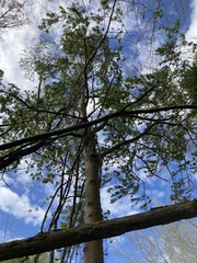 Plagianthus regius