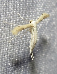 Hellinsia homodactylus