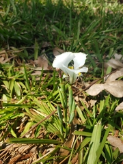 Cypella opalina opalina