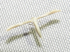 Hellinsia homodactylus