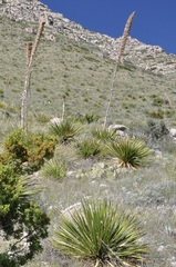 Dasylirion leiophyllum