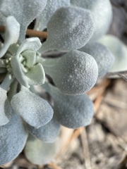 Physaria chambersii