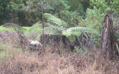 Cyathea medullaris