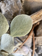 Physaria chambersii