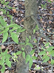 Celtis tenuifolia