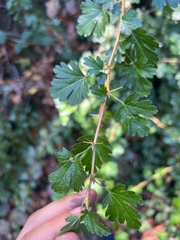 Ribes menziesii