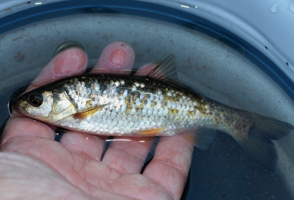 Arade Chub