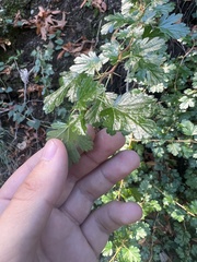 Ribes menziesii