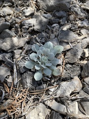 Physaria chambersii