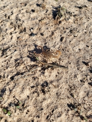 Paravaejovis confusus