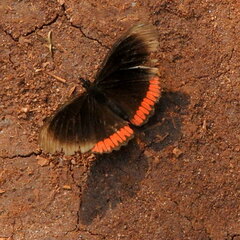 Biblis hyperia