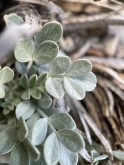Astragalus calycosus