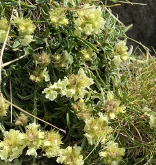 Sideritis hyssopifolia